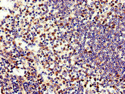 ELANE Antibody
