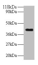 ELAVL2 Antibody