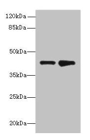 ELAVL4 Antibody