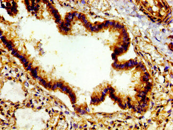 E2F4 Antibody