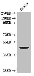 ELK1 Antibody