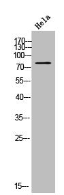 CYP21A2 Antibody