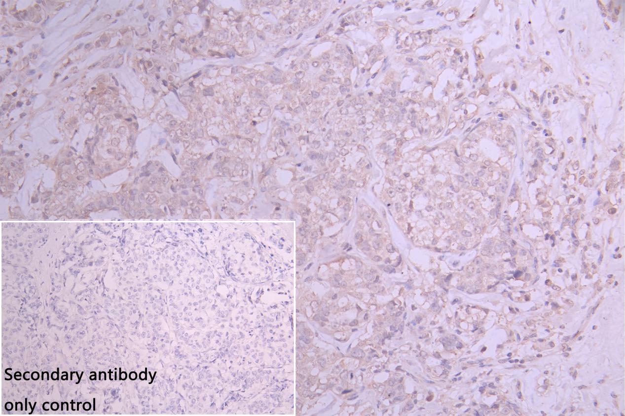 EMCN Antibody