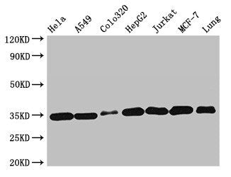 EMD Antibody