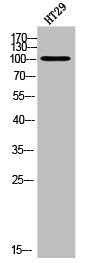 DGKQ Antibody