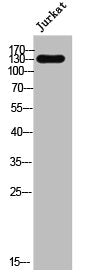 SYNE3 Antibody