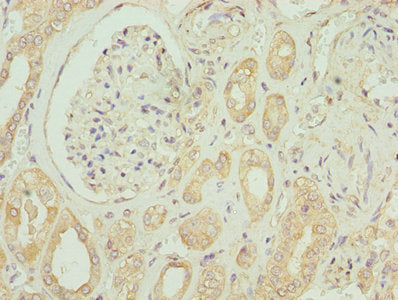 EMP1 Antibody
