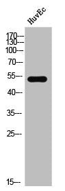 Phospho-DAPK3 (T265) Antibody