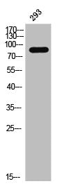 Phospho-DAXX (S668) Antibody