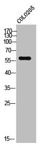 TCEB3C Antibody