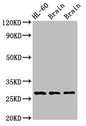 EMX2 Antibody
