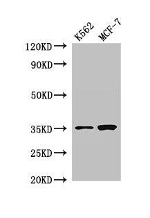 EN2 Antibody