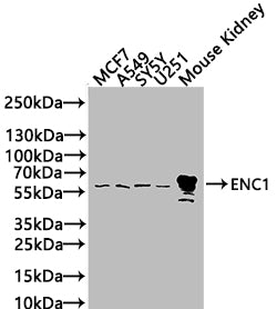 ENC1 Antibody