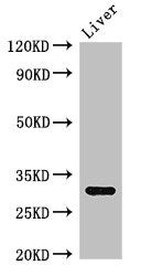 ENDOG Antibody