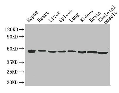 Eno1 Antibody
