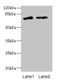 ENOX1 Antibody