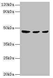 ENTPD5 Antibody