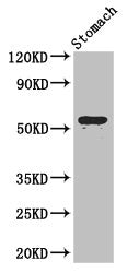 ENTPD8 Antibody