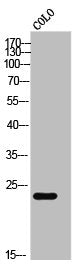 CABP7 Antibody
