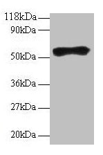 IgG Antibody