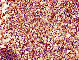 EPHA4 Antibody
