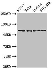 EPHB3 Antibody