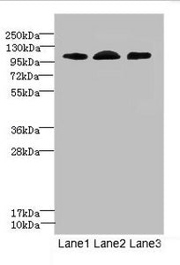EPHB4 Antibody