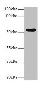 EPHX1 Antibody