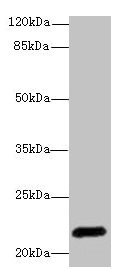 EPO Antibody