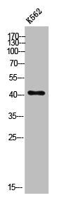 SLC30A8 Antibody