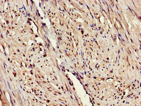 ERAP1 Antibody