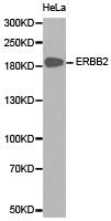 ERBB2 Antibody