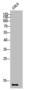 S100Z Antibody
