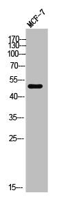 KCNG3 Antibody