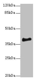 ERLIN1 Antibody