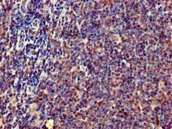 ERN1 Antibody