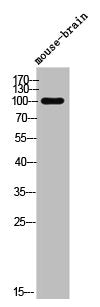 Phospho-DNM1 (S778) Antibody