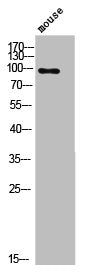 Phospho-DNM1 (S774) Antibody