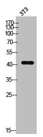 AGER Antibody