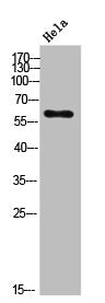 Phospho-DPYSL2 (S522) Antibody