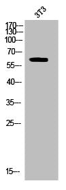 Phospho-DPYSL2 (T514) Antibody