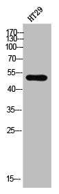 DPYSL2 Antibody
