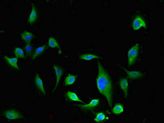 ESD Antibody