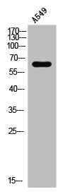 DPYSL2 Antibody