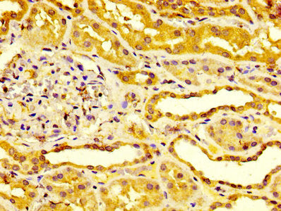 ESM1 Antibody