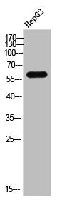 DPYSL2 Antibody