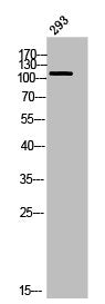 DSG1 Antibody