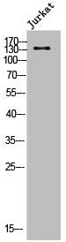 DSG2 Antibody