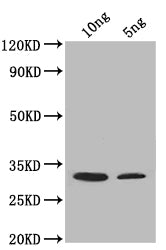 SUP45 Antibody