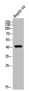 DUSP4 Antibody